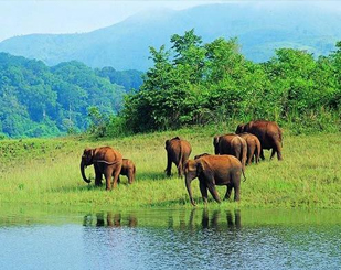 Cochin, Munnar, Thekkady & Alleppey Tour package 